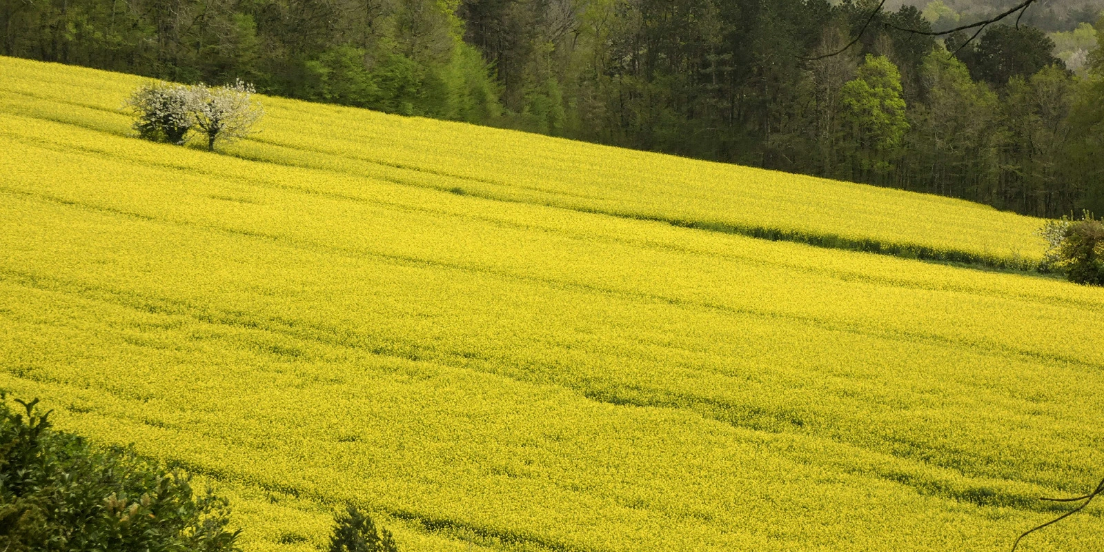 Les Défis du Technico-Commercial en Agriculture